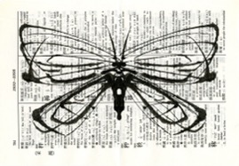moth007.jpg