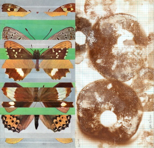 Untitled (butterflies & spores) 2000 8x8.5 sporeprints on collage